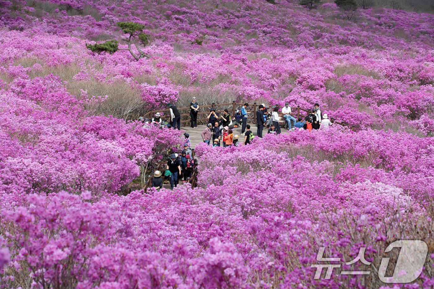 본문 이미지 - 19일 대구 달성군 비슬산 대견사 인근 참꽃군락지에 곱게 핀 참꽃이 절정을 이룬 가운데 휴일을 맞은 시민들의 발길이 줄을 잇고 있다.  2026.4.19 ⓒ 뉴스1 공정식 기자