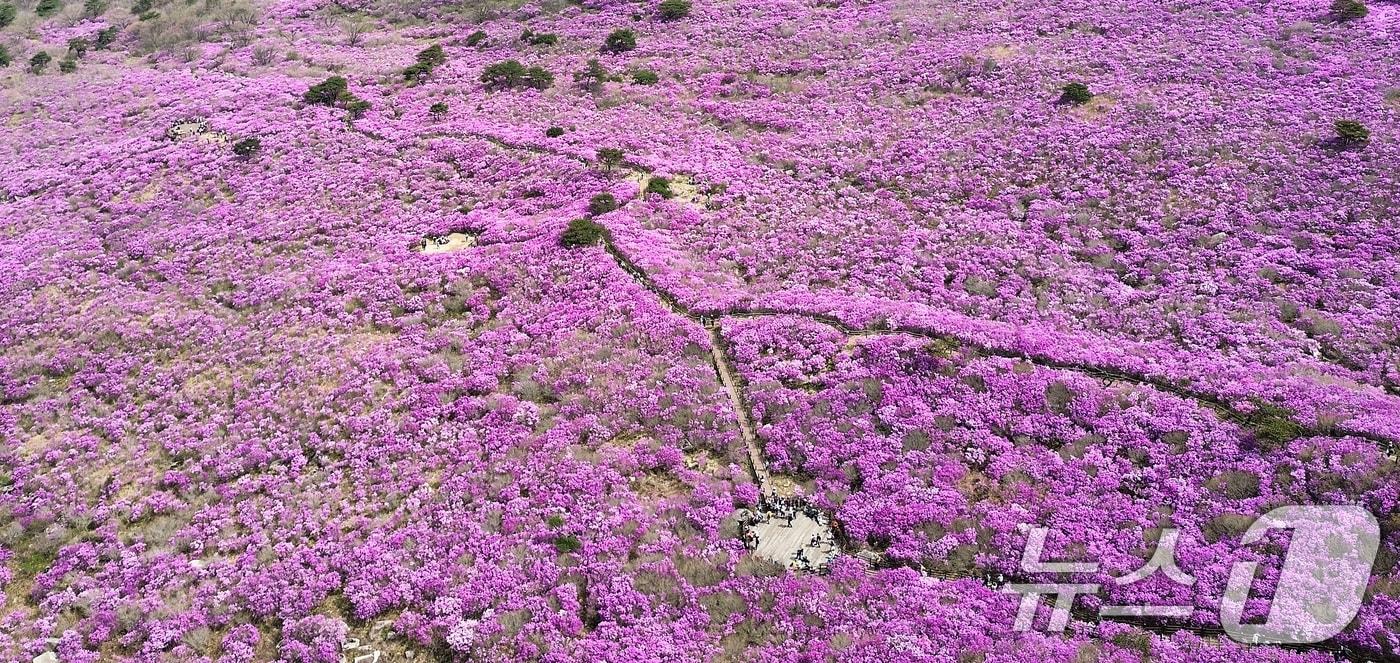 본문 이미지 -  달성문화재단은 달성군을 대표하는 봄 축제인 '제30회 비슬산 참꽃문화제'를 17~19일 국립대구과학관 광장과 비슬산 일원에서 개최했다. 2026.4.19 ⓒ 뉴스1 공정식 기자