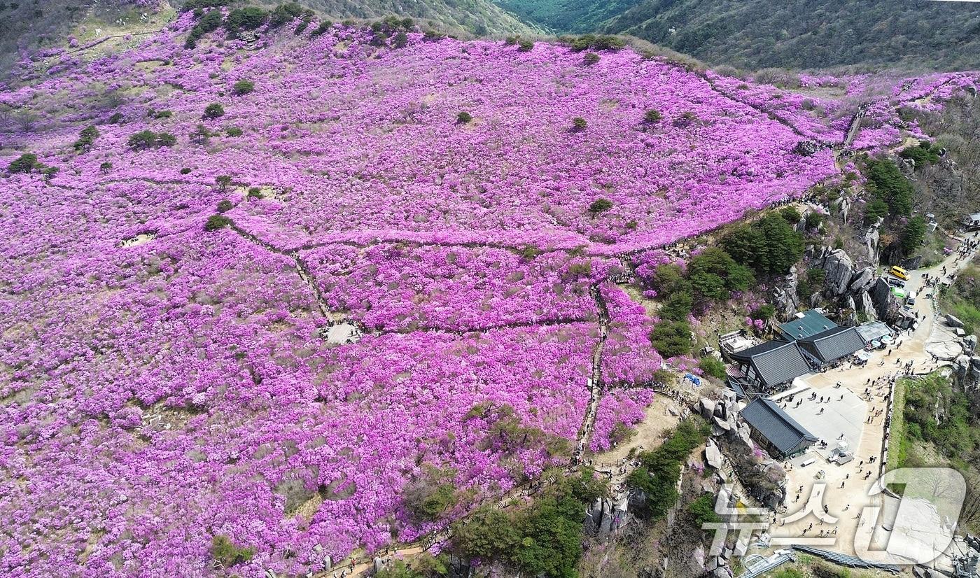 본문 이미지 - 대구 달성군 비슬산 대견사 인근 참꽃군락지에 곱게 핀 참꽃을 보려는 시민들의 발길이 줄을 이었다. 2026.4.19 ⓒ 뉴스1 공정식 기자
