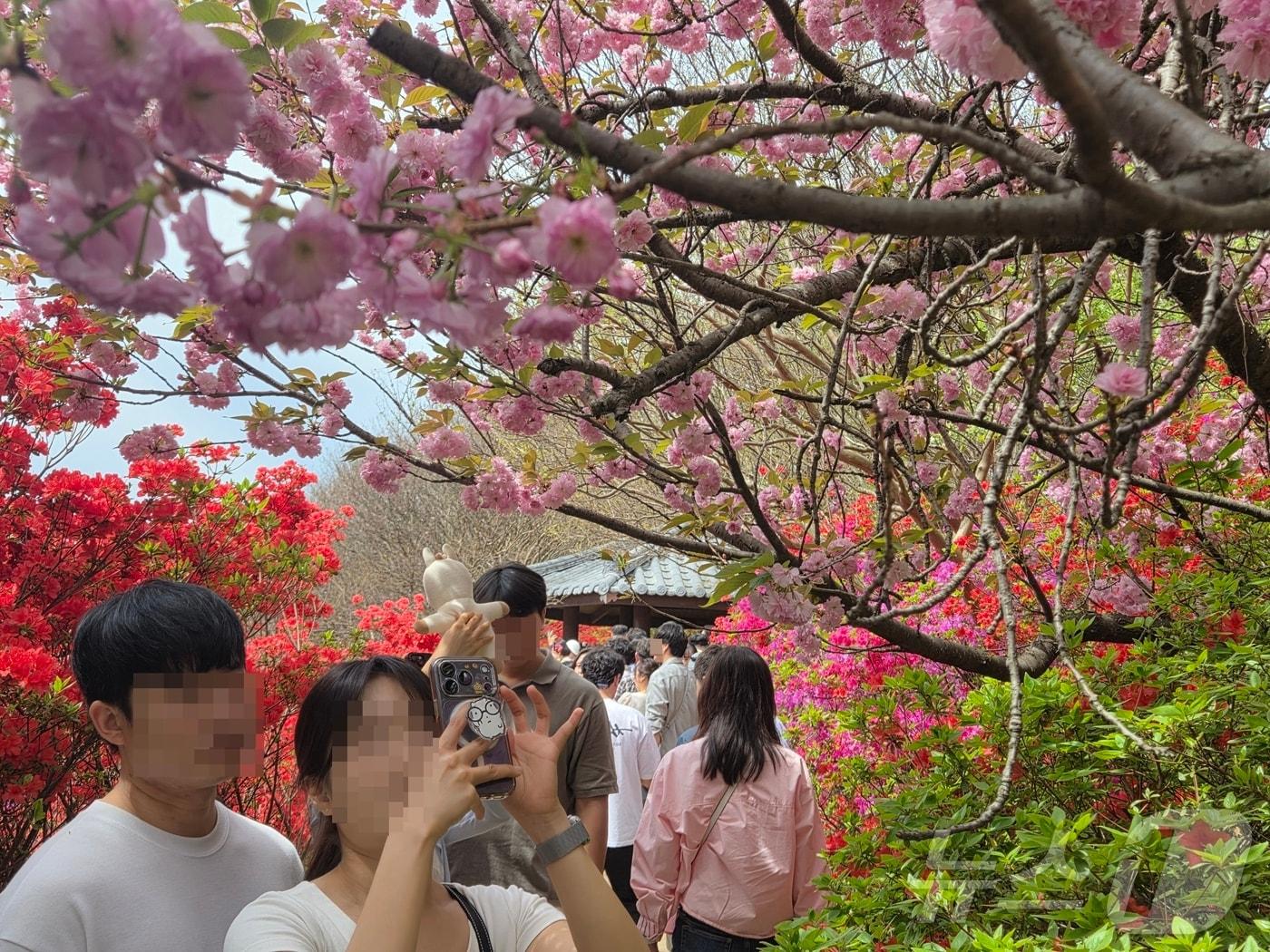 본문 이미지 - 19일 오전 11시께 찾은 전북 전주시 완산구의 완산칠봉 꽃동산에서 상춘객들이 촬영을 하고 있다. ⓒ 뉴스1 장수인 기자