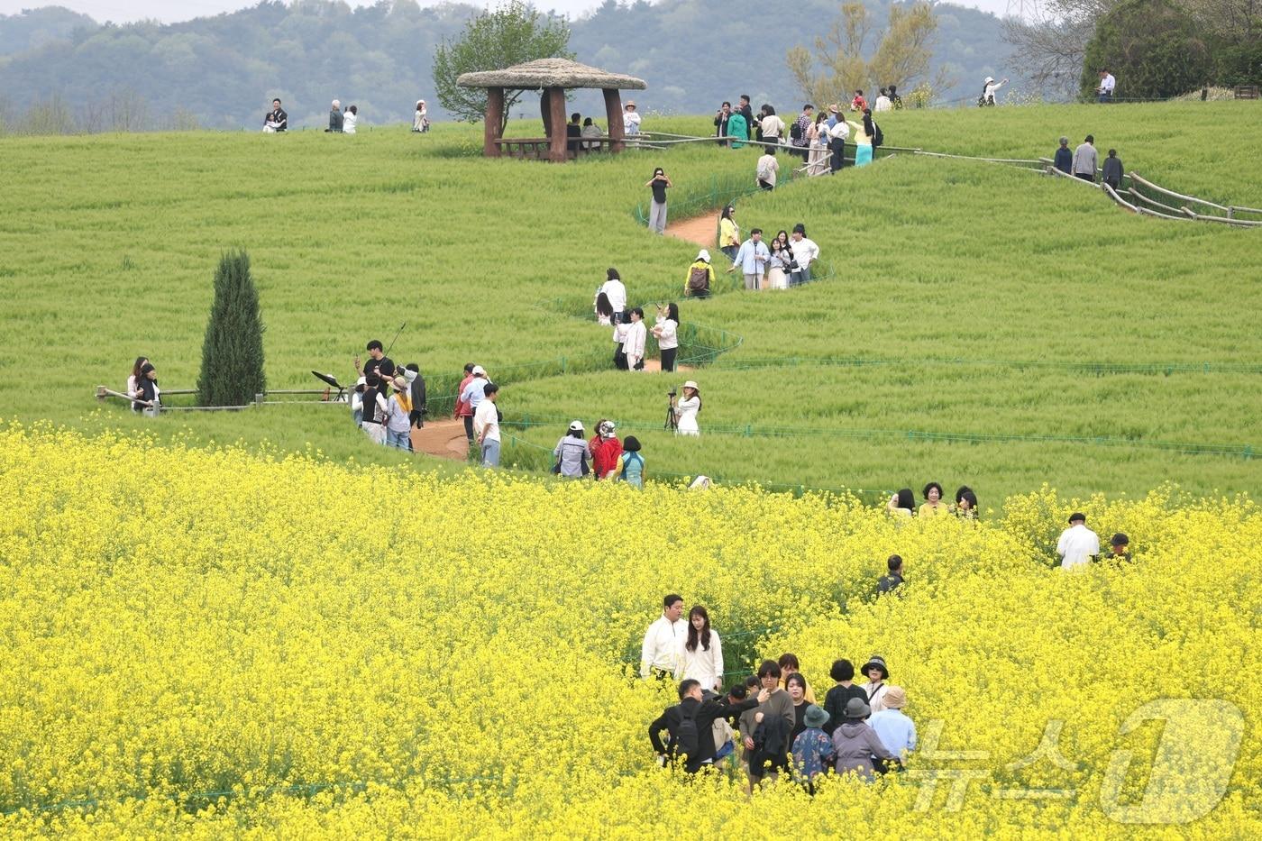 본문 이미지 - 고창 청보리밭 축제가 한창인 19일 전북 고창군 학원농장을 찾은 나들이객들이 산책로를 거닐고 있다. 2026.4.19 ⓒ 뉴스1 유경석 기자