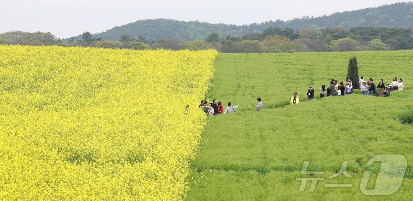 본문 이미지 - 청보리밭 축제가 한창인  전북 고창군 학원농장을 찾은 나들이객들이 산책로를 거닐고 있다. 2026.4.19 ⓒ 뉴스1 유경석 기자
