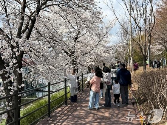 본문 이미지 - 만개한 벚꽃 앞에서 기념촬영을 하는 시민들.(자료사진)/뉴스1 DB