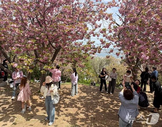 본문 이미지 - 19일 오후 부산 중구 영주동 민주공원을 찾은 시민들이 겹벚꽃을 배경으로 기념사진을 남기고 있다. 2026.4.19 ⓒ 뉴스1 박서현 기자