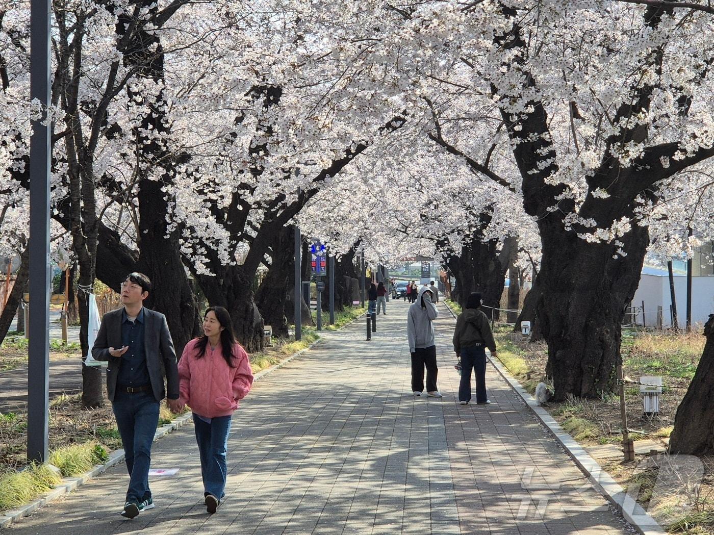 본문 이미지 - 울산 시민들이 2일 울주군 작천정 벚꽃길을 걷고 있다. 2026.4.2ⓒ 뉴스1 박정현 기자