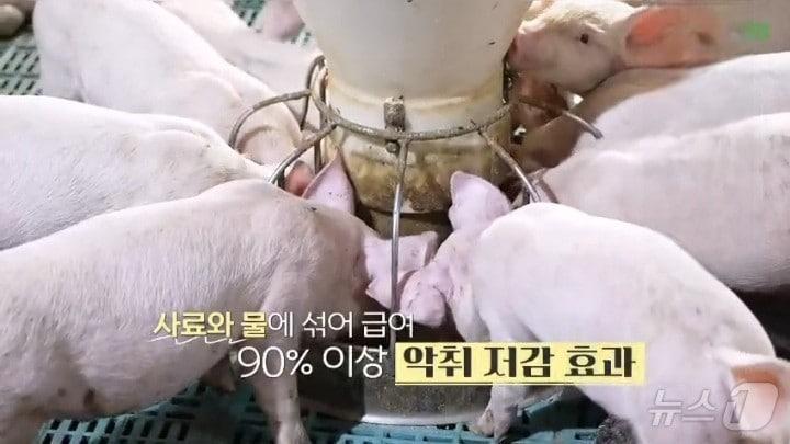 본문 이미지 - 전북 부안에 본사를 둔 제이지바이오 농업회사법인은 2일  "친환경 활성효소제 'K-엔자임 시리즈'가 축산농가의 악취 저감은 물론 생산성 향상까지 견인하는 효과를 거두고 있다"고 밝혔다. ⓒ 뉴스1