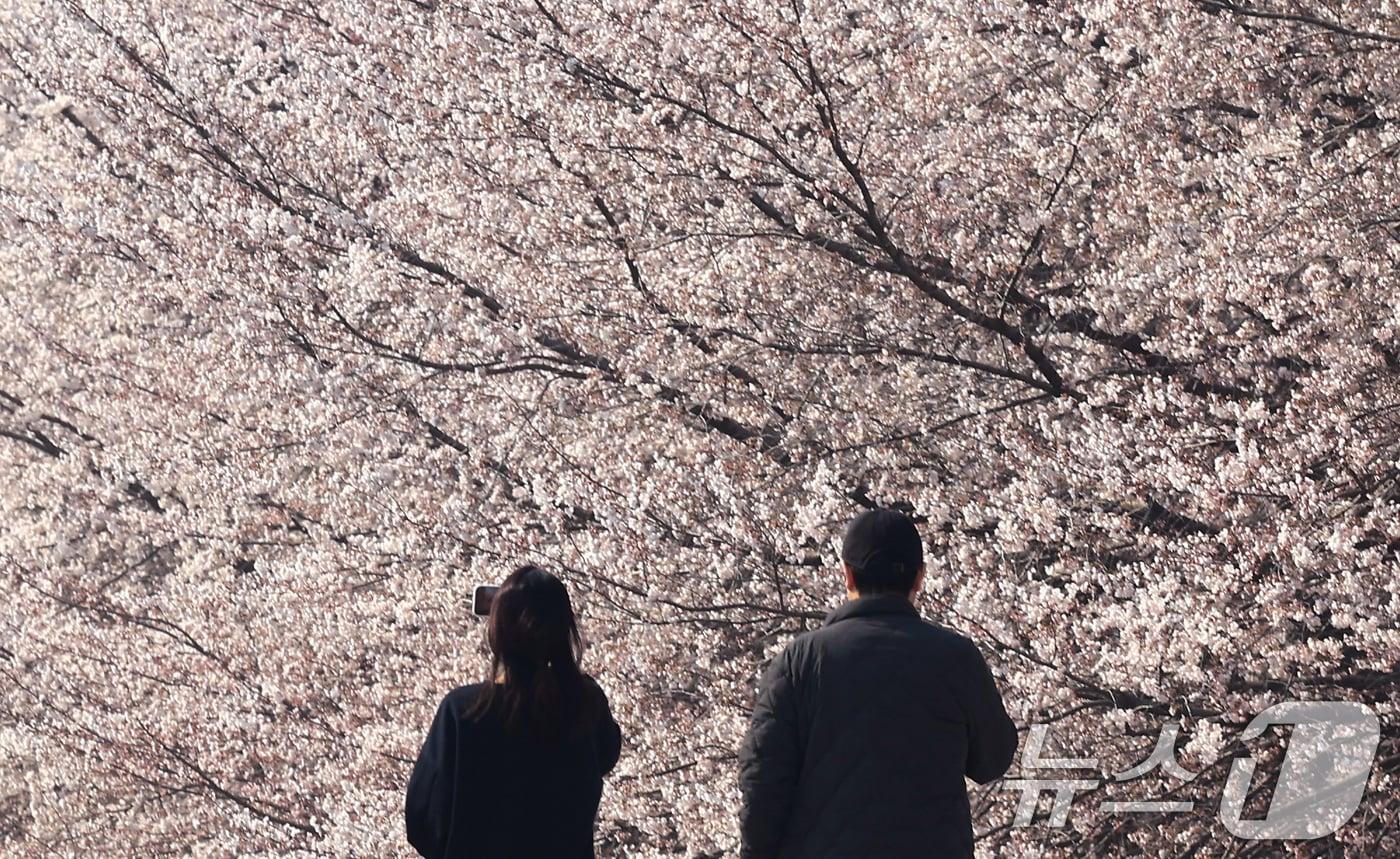 본문 이미지 - 전국 낮 최고기온이 21도까지 오르며 완연한 봄 날씨가 이어진 2일 서울 서초구 양재천에서 시민들이 벚꽃 사이를 거닐며 봄 정취를 즐기고 있다. 2026.4.2 ⓒ 뉴스1 임세영 기자