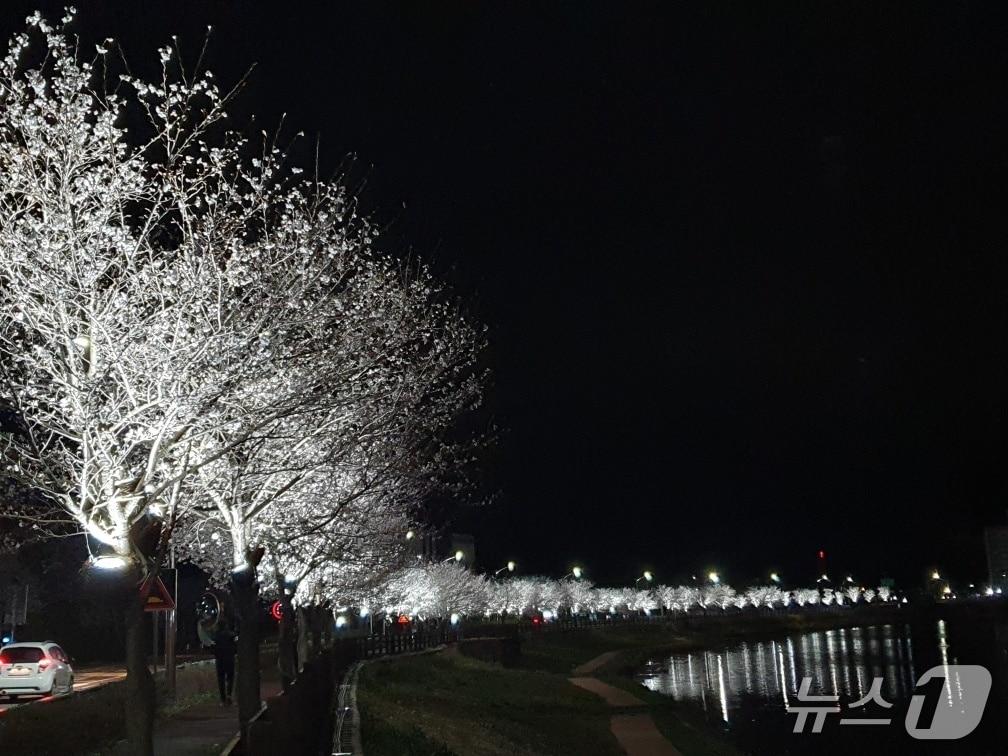 본문 이미지 - 전남 곡성군 옥과천 일대가  절정을 이룬 벚꽃과 하천변의 LED 경관조명이 더해 몽환적인 분위기를 연출하면서 야간명소로 각광을 받고있다.(곡성군 제공)
