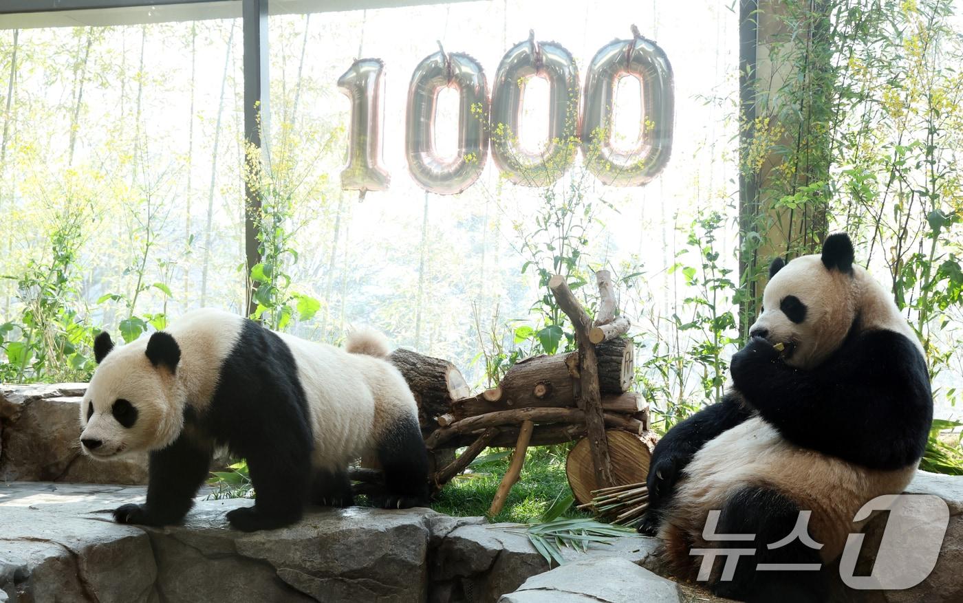 본문 이미지 - 2일 경기 용인시 처인구 에버랜드 '판다 세컨드하우스(Panda 2nd House)'에서 태어난 지 1000일을 맞은 쌍둥이 판다 루이바오, 후이바오가 특식으로 준비된 대나무 김밥과 나무로 만든 오토바이 장난감을 즐기며 즐거운 시간을 보내고 있다. ⓒ 뉴스1 김영운 기자