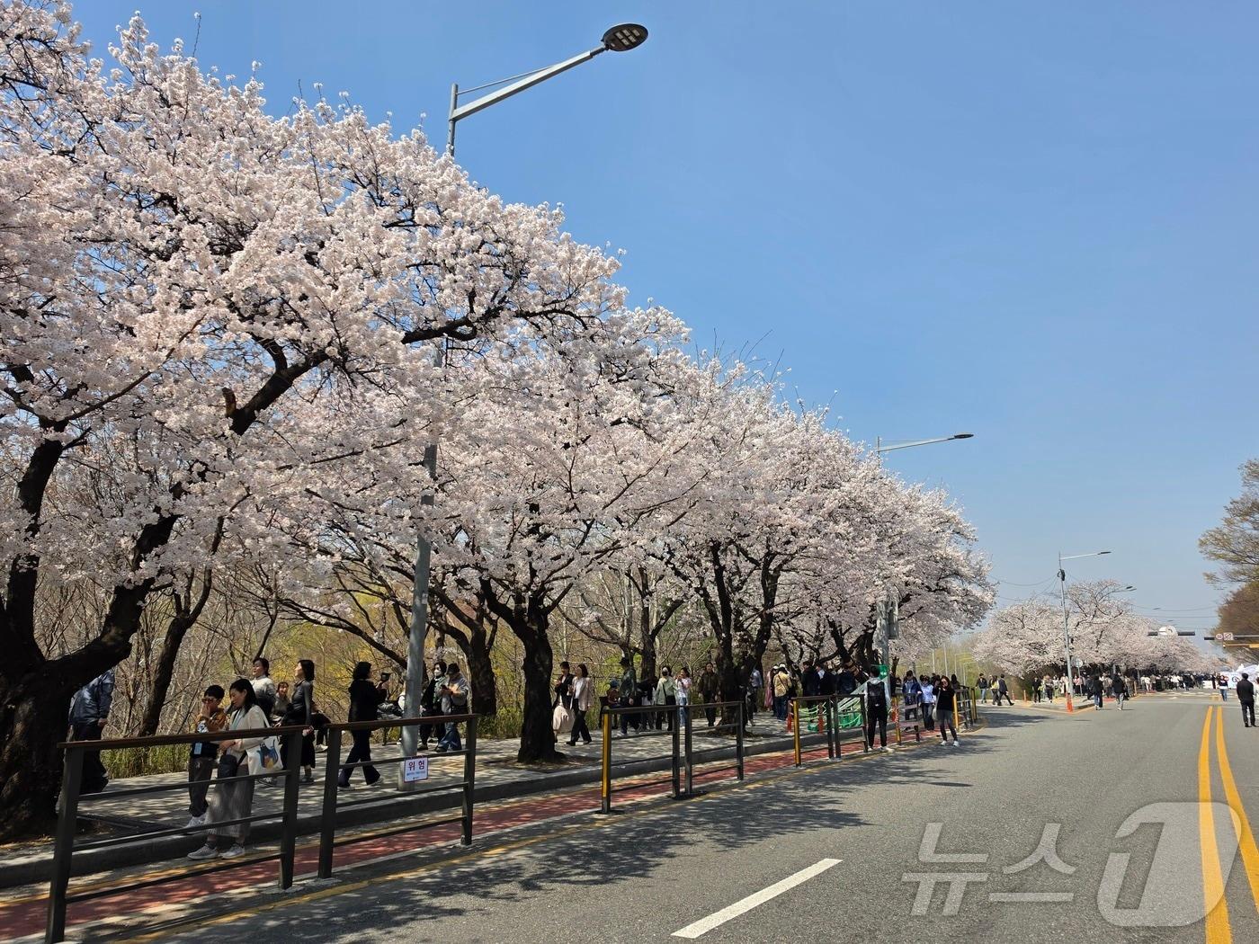 본문 이미지 - 서울 영등포구 여의도 윤중로에 벚꽃이 만개한 상태다. (독자제공) 2026.4.2 ⓒ 뉴스1 황덕현 기후환경전문기자