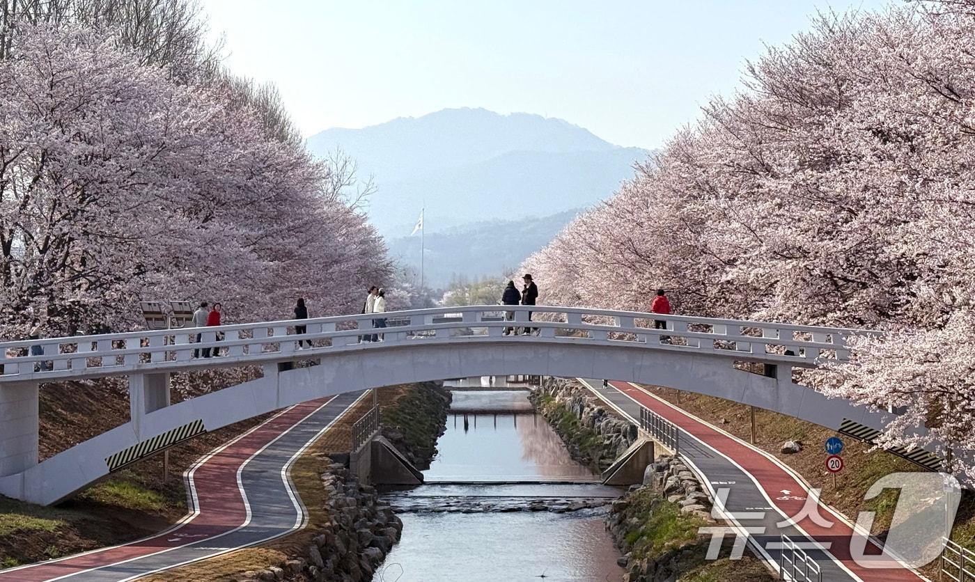 본문 이미지 - 전국 낮 최고기온이 21도까지 오르며 완연한 봄 날씨가 이어진 2일 서울 서초구 양재천에서 시민들이 벚꽃 사이를 거닐며 봄 정취를 즐기고 있다. 2026.4.2 ⓒ 뉴스1 임세영 기자