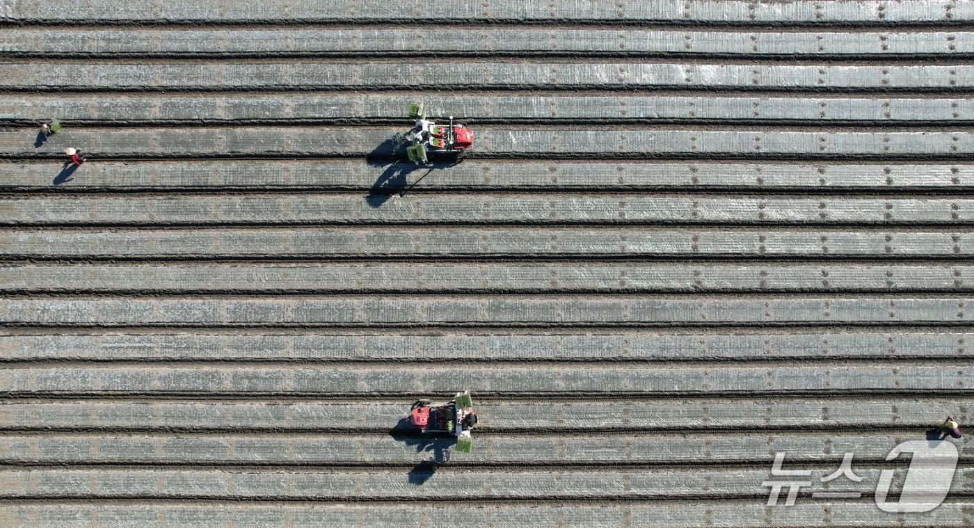 본문 이미지 - 함양군의 한 양파밭. 뉴스1 DB