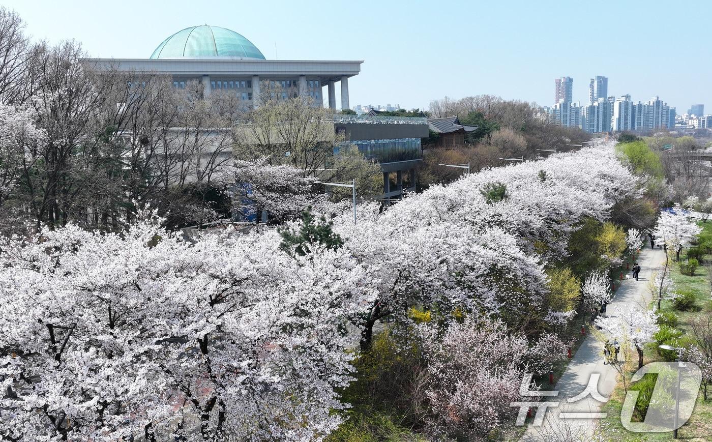 본문 이미지 - '여의도 봄꽃축제'를 하루 앞둔 2일 서울 여의도 윤중로에 벚꽃이 만개해 있다. 2026.4.2 ⓒ 뉴스1 최지환 기자