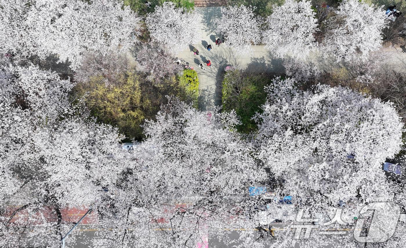 본문 이미지 - '여의도 봄꽃축제'를 하루 앞둔 2일 서울 여의도 윤중로에 벚꽃이 만개해 있다. 2026.4.2 ⓒ 뉴스1 최지환 기자