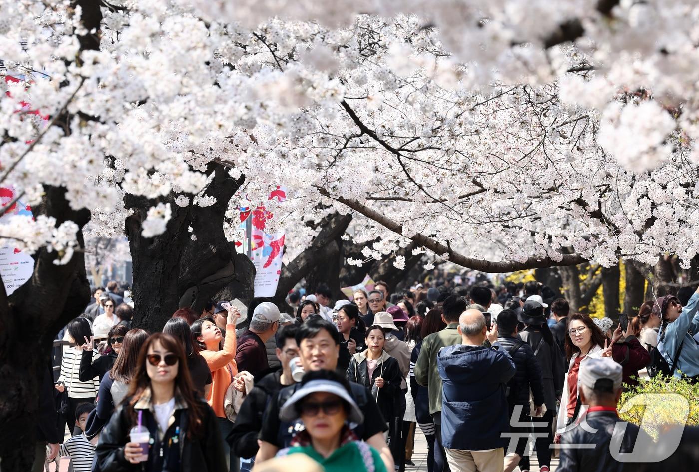 본문 이미지 - '여의도 봄꽃축제'를 하루 앞둔 2일 서울 여의도 윤중로에서 시민들이 벚꽃을 감상하고 있다. 2026.4.2 ⓒ 뉴스1 최지환 기자