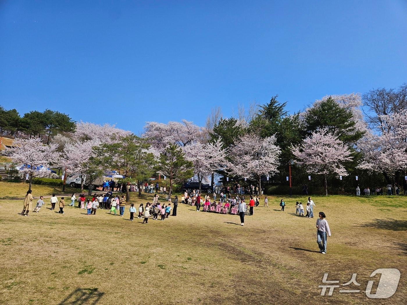 본문 이미지 - 강릉 남산 벚꽃.(강릉시 제공, 재판매 및 DB 금지) 2026.4.2/뉴스1