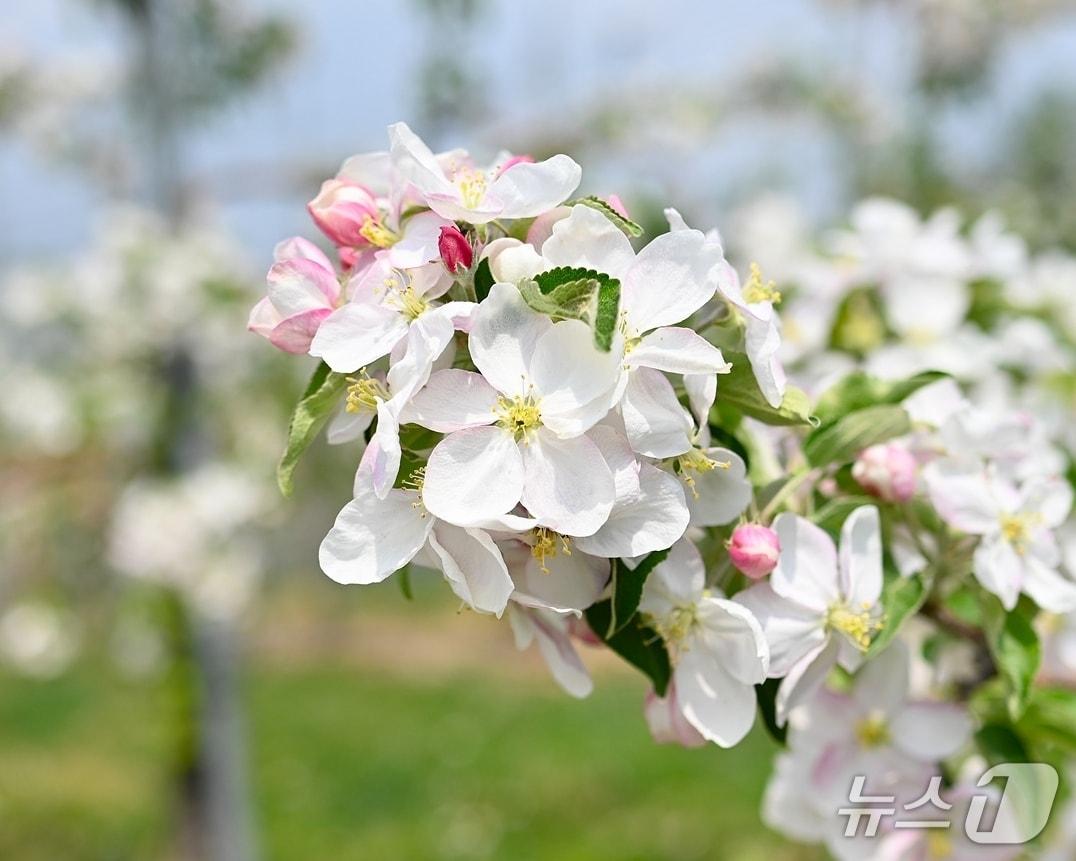 본문 이미지 - 충북 과수 개화(충북도 제공. 재판매 및 DB금지)