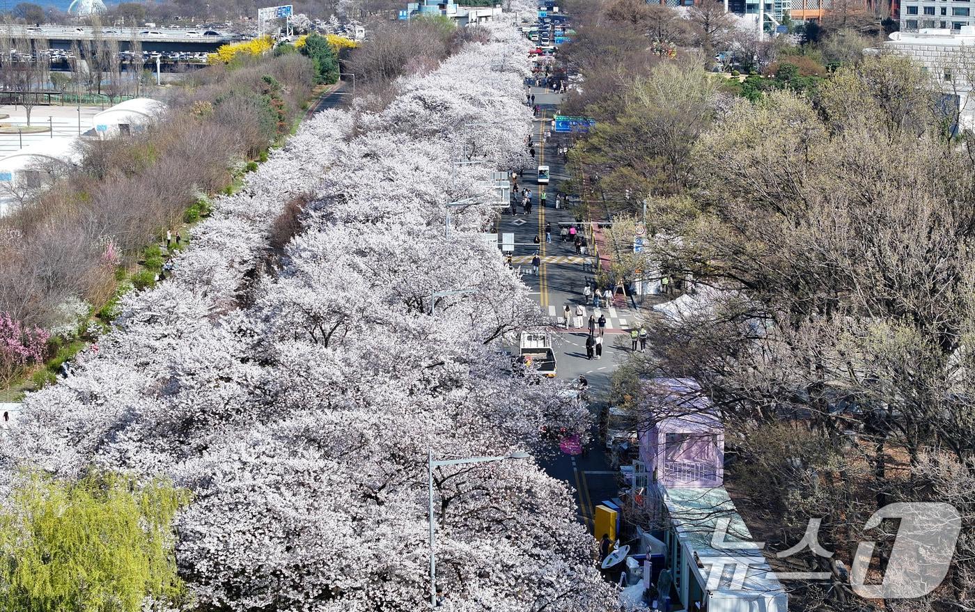 본문 이미지 - '여의도 봄꽃축제'를 하루 앞둔 2일 서울 여의도 윤중로에 벚꽃이 만개해 있다. 2026.4.2 ⓒ 뉴스1 최지환 기자
