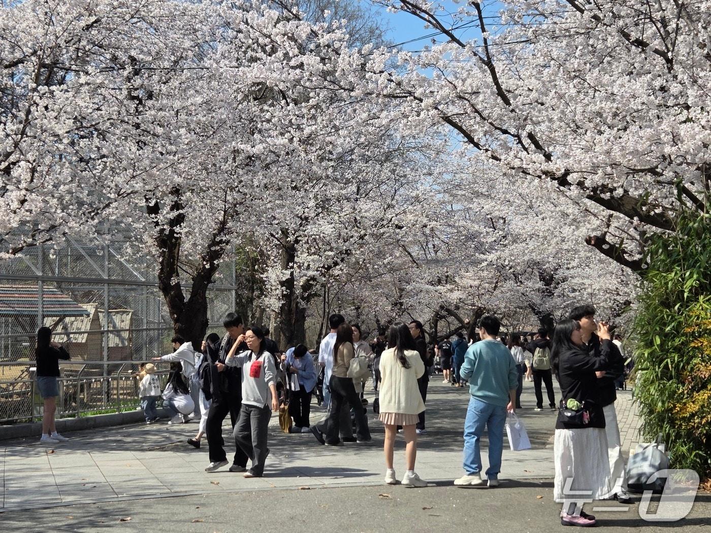 본문 이미지 - 2일 오후 2시께 나들이객들이 전주동물원 벚꽃길을 걷고 있다.2026.4.2/뉴스1 문채연 기자