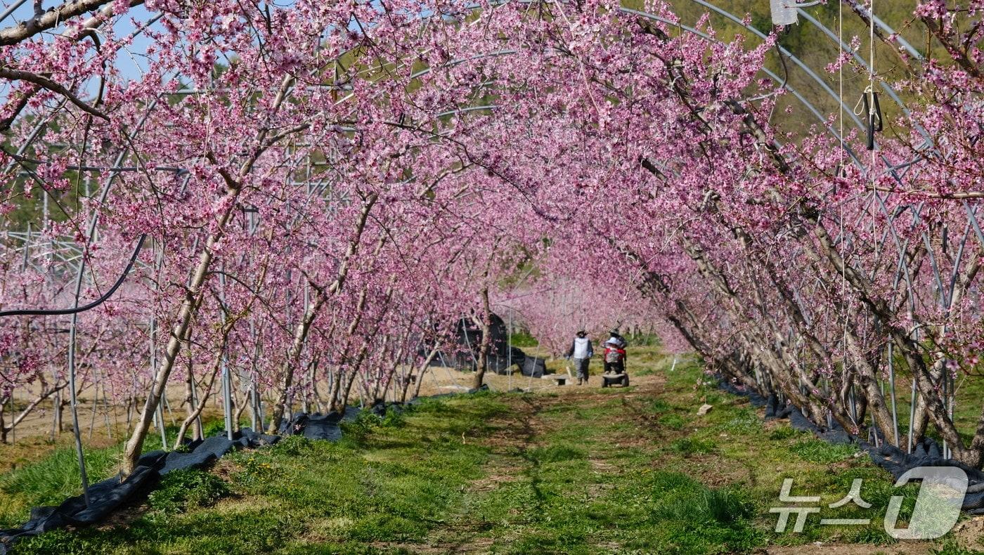 본문 이미지 - 충북 영동군 영동읍 심복골마을 일대 복숭아꽃이 장관을 연출하며 한 폭의 수채화를 연상케 하고 있다. (영동군 제공. 재판매 및 DB금지) 