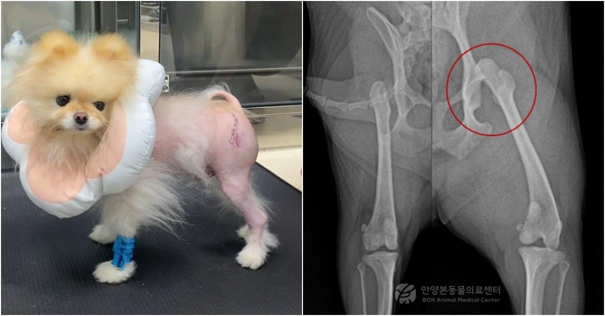 본문 이미지 - 고관절 탈구로 대퇴골두절제술을 받은 반려견(본동물의료센터 제공) ⓒ 뉴스1