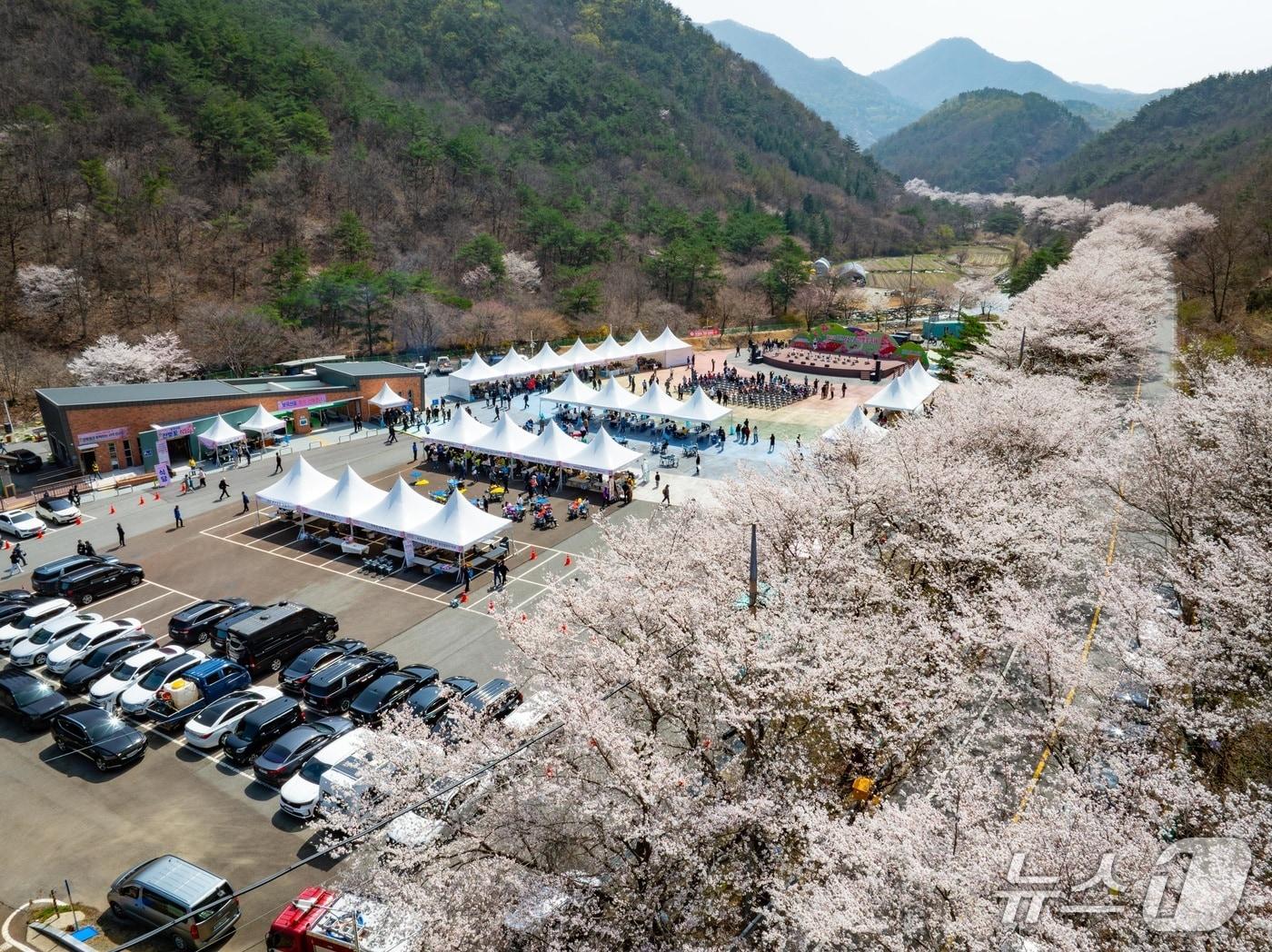 본문 이미지 - 제25회 금산 보곡산골 산벚꽃 축제(금산군 제공.재판매 및 DB금지)/뉴스1