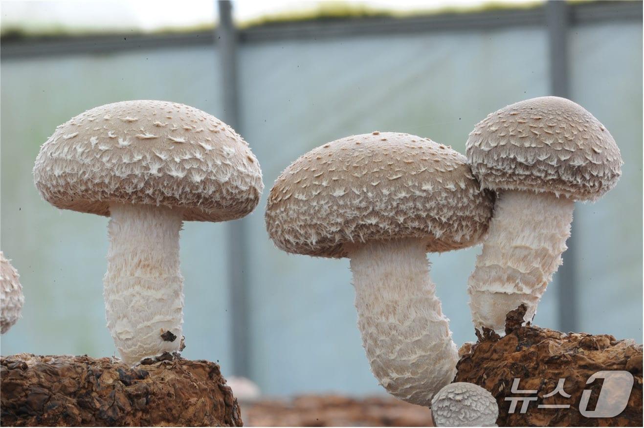 본문 이미지 - 산림버섯-표고 (국립산림과학원 제공.재판매 및 DB금지)/뉴스1