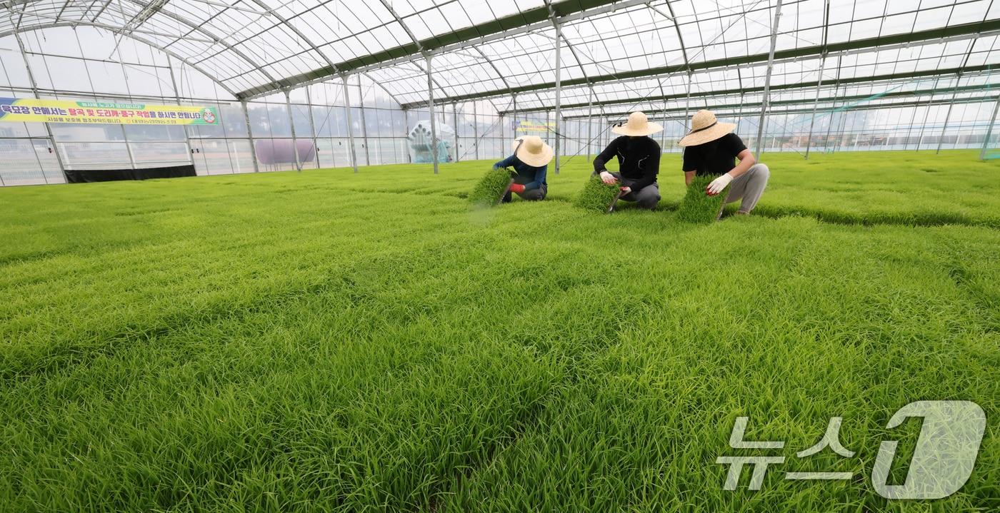 본문 이미지 - 절기상 곡우(穀雨)인 20일 경기 이천시 대월면 대월농협공동육묘장에서 관계자들이 볏모가 자라나고 있는 모판을 살펴보고 있다. 2026.4.20 ⓒ 뉴스1 김영운 기자