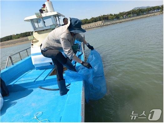 본문 이미지 - 작년 톱날꽃게 치게 방류 모습.(부산시 제공. 재판매 및 DB금지)