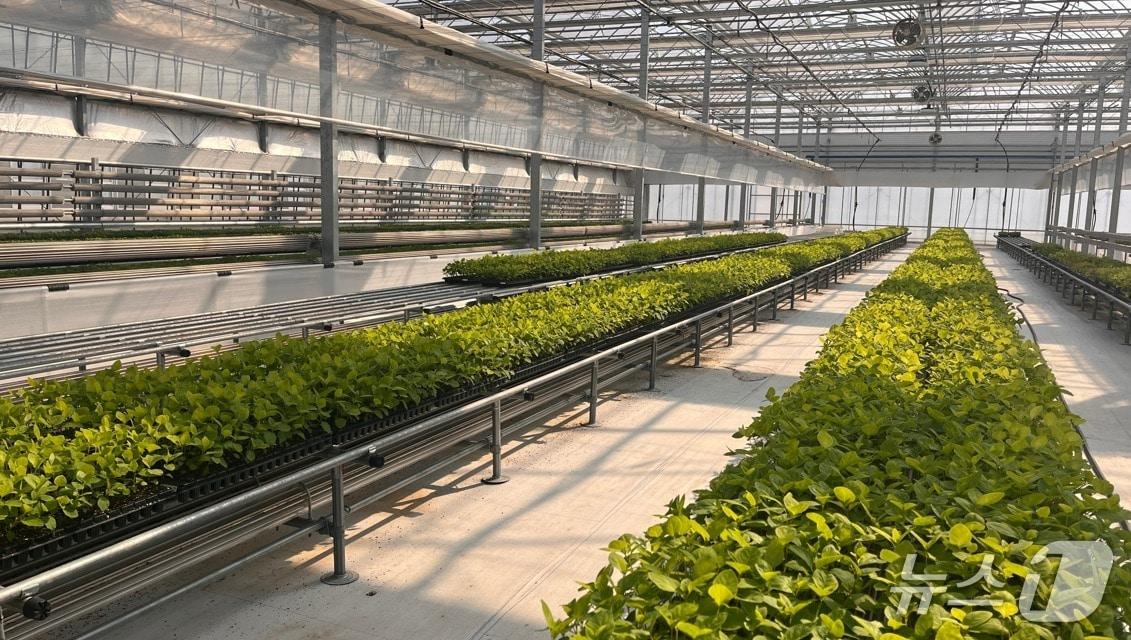 본문 이미지 - 강원농업기술원 공정육묘장에서 생산이 완료된 약용작물 종묘.(도농업기술원 제공, 재판매 및 DB금지) 