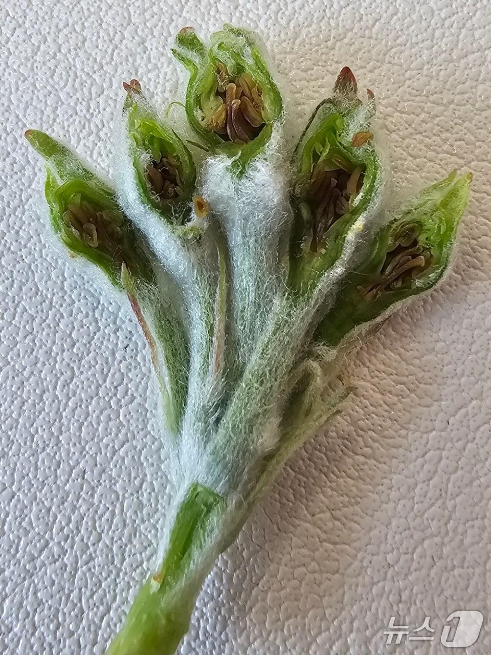 본문 이미지 - 저온 피해가 난 사과꽃 갈변 현상(보은군 제공. 재판매 및 DB금지) 