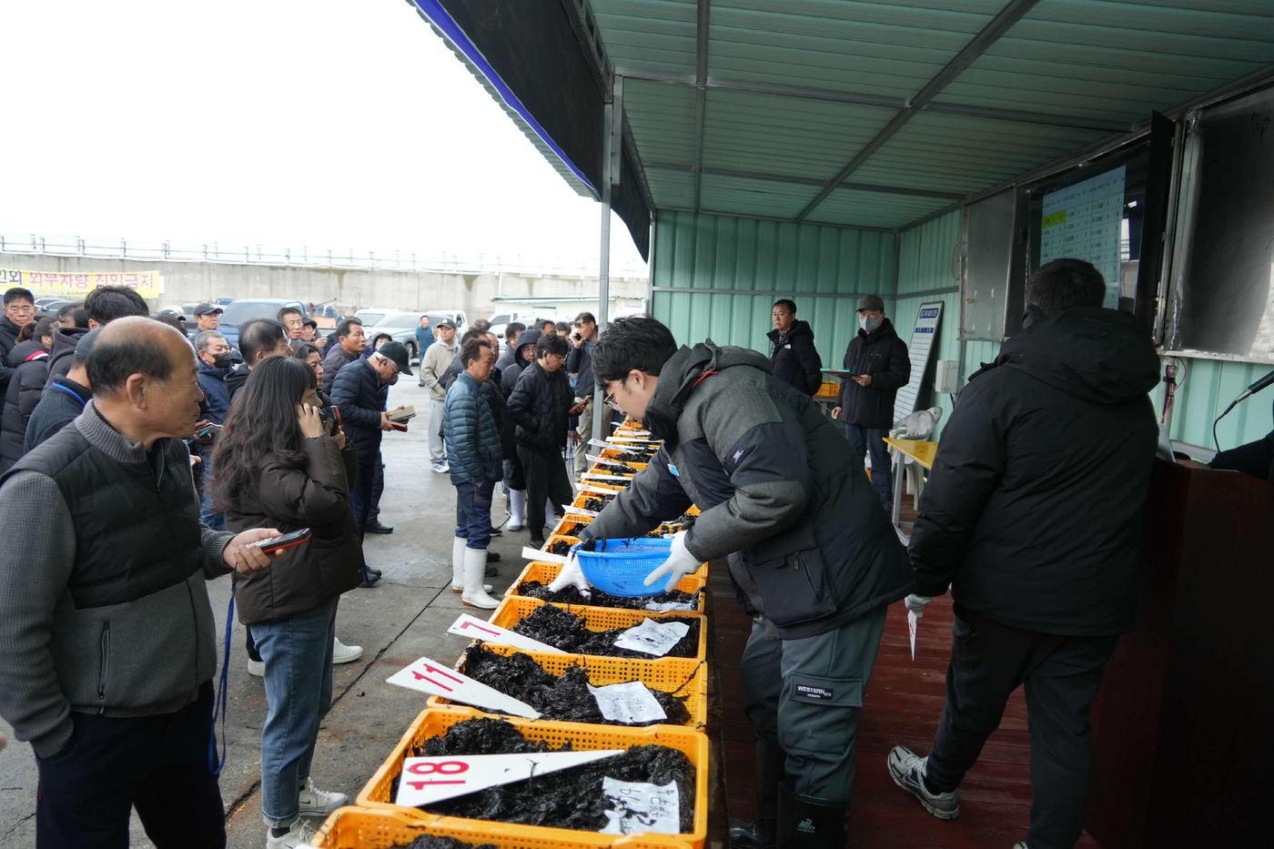 본문 이미지 - 서천군 물김 위판장 모습.(군 제공. 재판매 및 DB금지)/뉴스1
