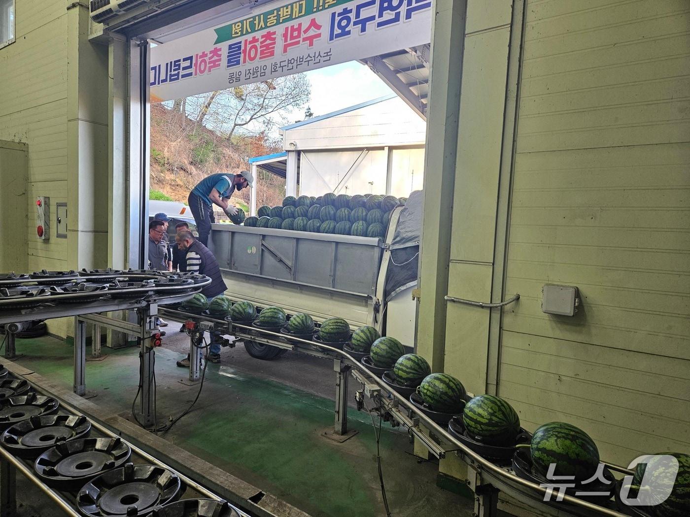 본문 이미지 - 논산수박연구회 영농조합법인에서 재배한 올해 첫 수박이 본격적인 출하를 시작했다.(논산시 제공.재판매 및 DB금지)/뉴스1