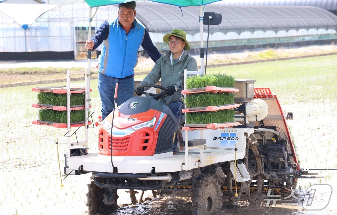 본문 이미지 - 김동기 청도군수 권한대행이 21일 이서면 금촌리의 논에서 모내기를 하고 있다.(청도군 제공. 재판매 및 DB금지)/뉴스1