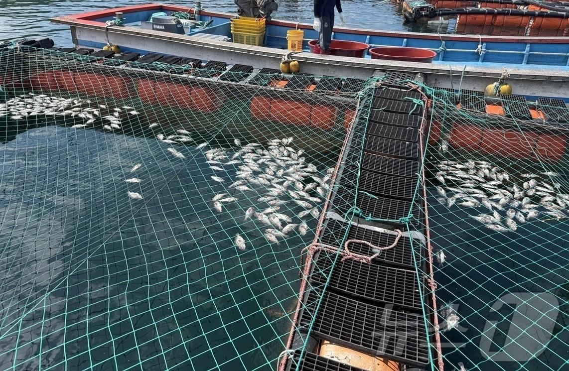 본문 이미지 - 2025년 여름철 고수온 발생에 따른 흑산면 조피볼락 양식장 폐사 (신안군 제공. 재판매 및 DB금지) ⓒ 뉴스1 