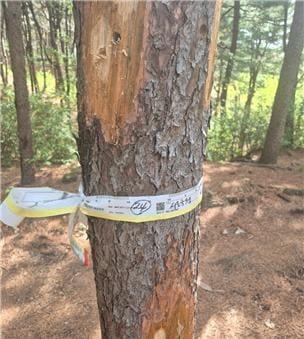 본문 이미지 - 감염목(서울시 제공)