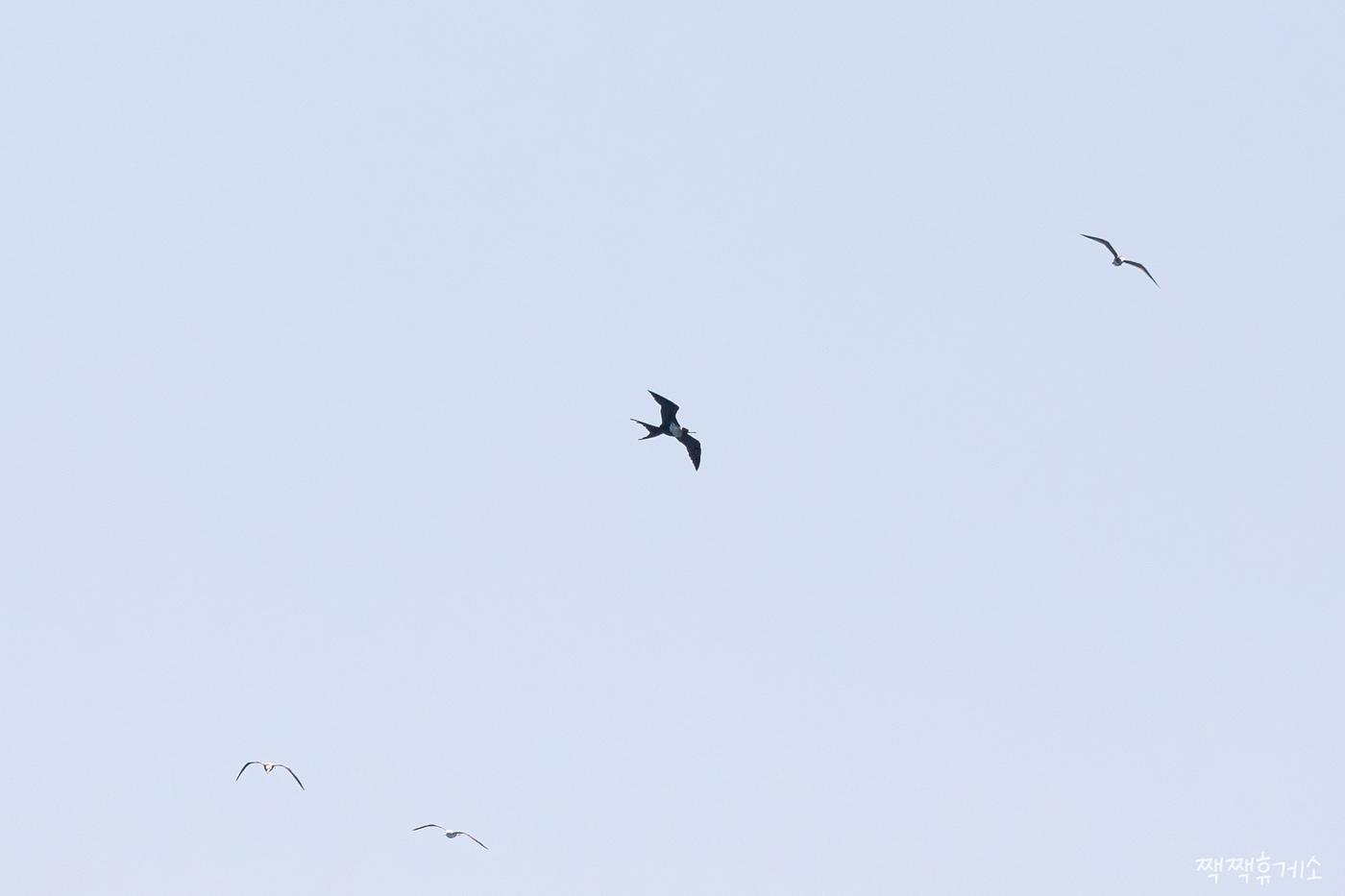 본문 이미지 - 지난 7일 울산 동구 대왕암공원 해변 바위 근처를 나는 군함조. (홍승민 짹짹휴게소 대표 촬영, 울산시 제공. 재판매 및 DB 금지) /뉴스1 