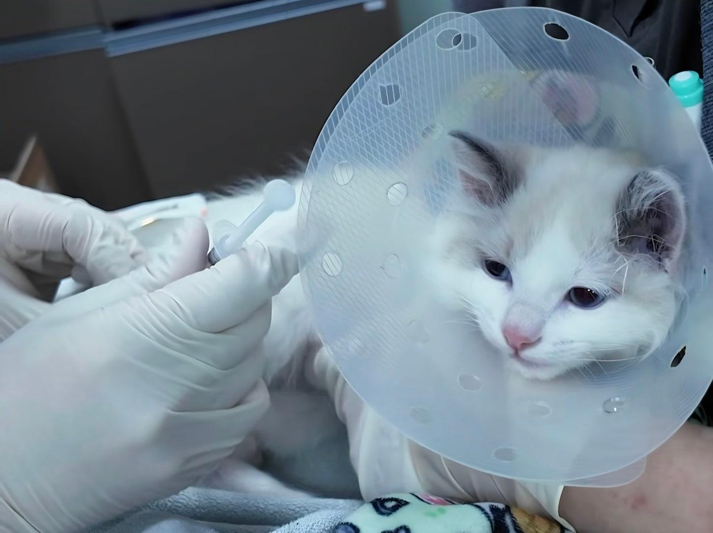 본문 이미지 - 예방접종 중인 아기 고양이(VIP동물의료센터 인스타그램) ⓒ 뉴스1