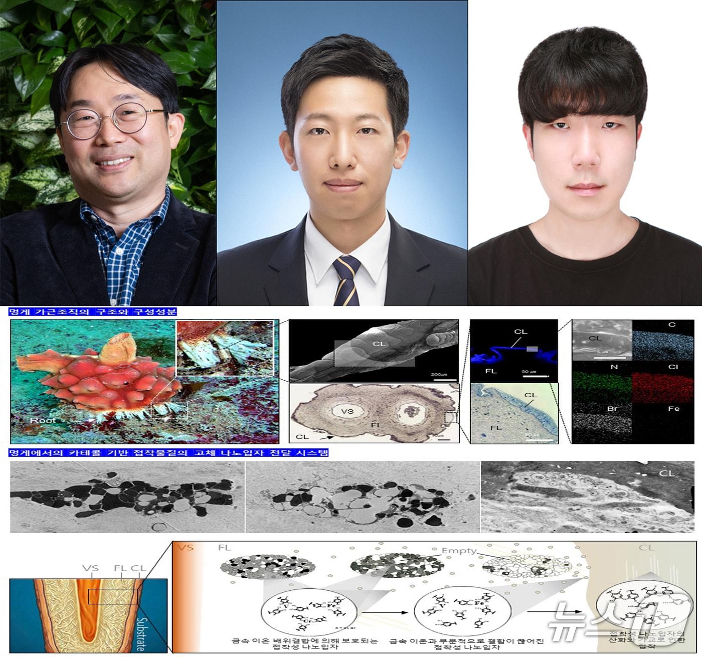 본문 이미지 - 포스텍 환경공학부 시스템공학부 융합대학원 황동수 교수팀이 지금까지 알려지지 않았던 멍게의 체내 수중 접착 물질 전달 메커니즘을 규명하는데 성공했다. 왼쪽부터 황동수 교수, 시스템 생명학부 김형빈 박사, 환경공학부 통합과정 이승현  씨. (포스텍 제공, 재판매 및 DB금지) 2026.4.21/뉴스1 