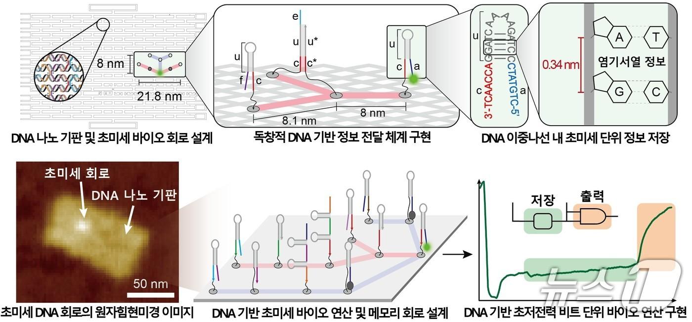 본문 이미지 - DNA 기반 초미세⋅초저전력 연산이 가능한 바이오 메모리 회로 구현 설명도(KAIST 제공) /뉴스1