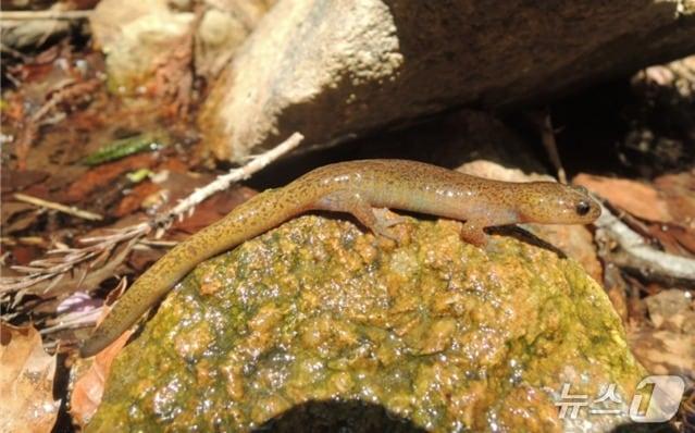 본문 이미지 - 동물 깃대종으로 선정된 고리도롱뇽.(금정산국립공원사무소 제공. 재판매 및 DB금지)