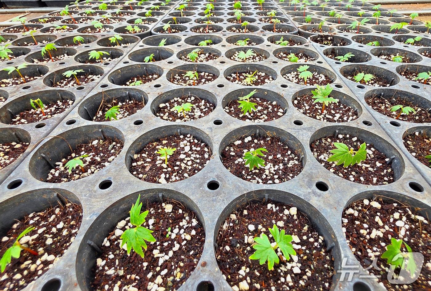 본문 이미지 -  산림품종관리센터 양묘장 피나무 새싹.(품종관리센터 제공. 재판매 및 DB금지)