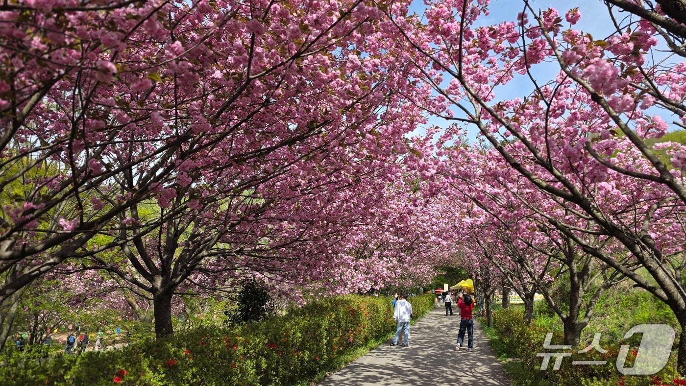 본문 이미지 - 지난 21일 운산 문수사 입구 왕벚꽃 모습(재판매 및 DB금지)2026.4.22 ⓒ 뉴스1 김태완 기자