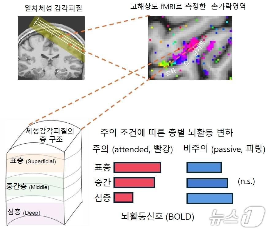 본문 이미지 - 주의에 따른 감각 피질의 층별 뇌활동 변화 패턴(IBS 제공) /뉴스1