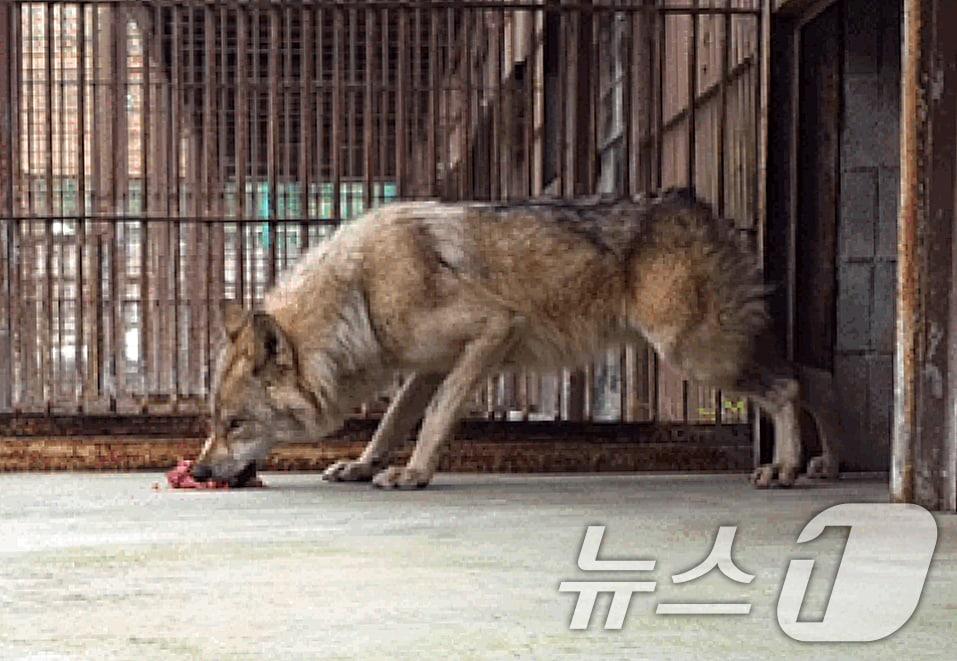 본문 이미지 - 먹이를 먹는 늑구(오월드SNS 캡처, 재판매 및 DB금지) 2026.4.22 ⓒ 뉴스1