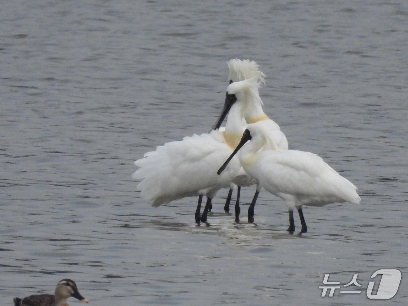 본문 이미지 - 마동호 습지에서 관찰된 저어새.(고성군 제공. 재판매 및 DB금지)