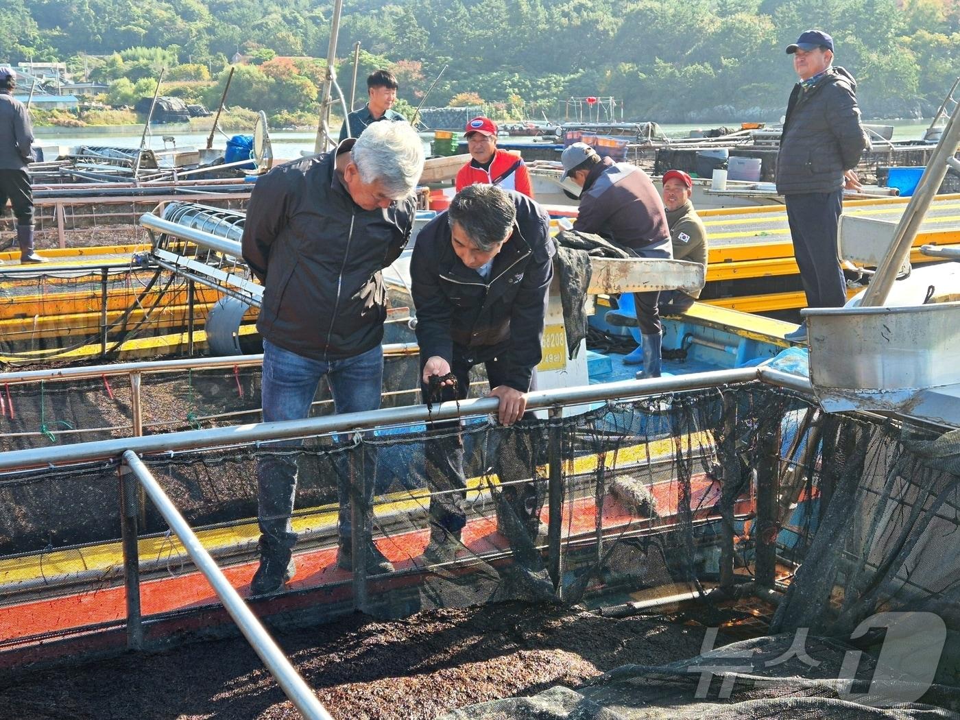 본문 이미지 - 해남군 물김위판고 역대 최대 기록 (해남군 제공. 재판매 및 DB금지) ⓒ 뉴스1 