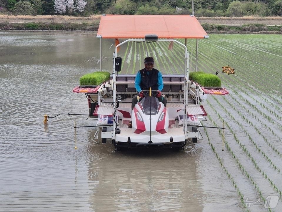 본문 이미지 - 신안군 자은면 실증포장 첫 모내기 (신안군 제공. 재판매 및 DB금지) ⓒ 뉴스1 