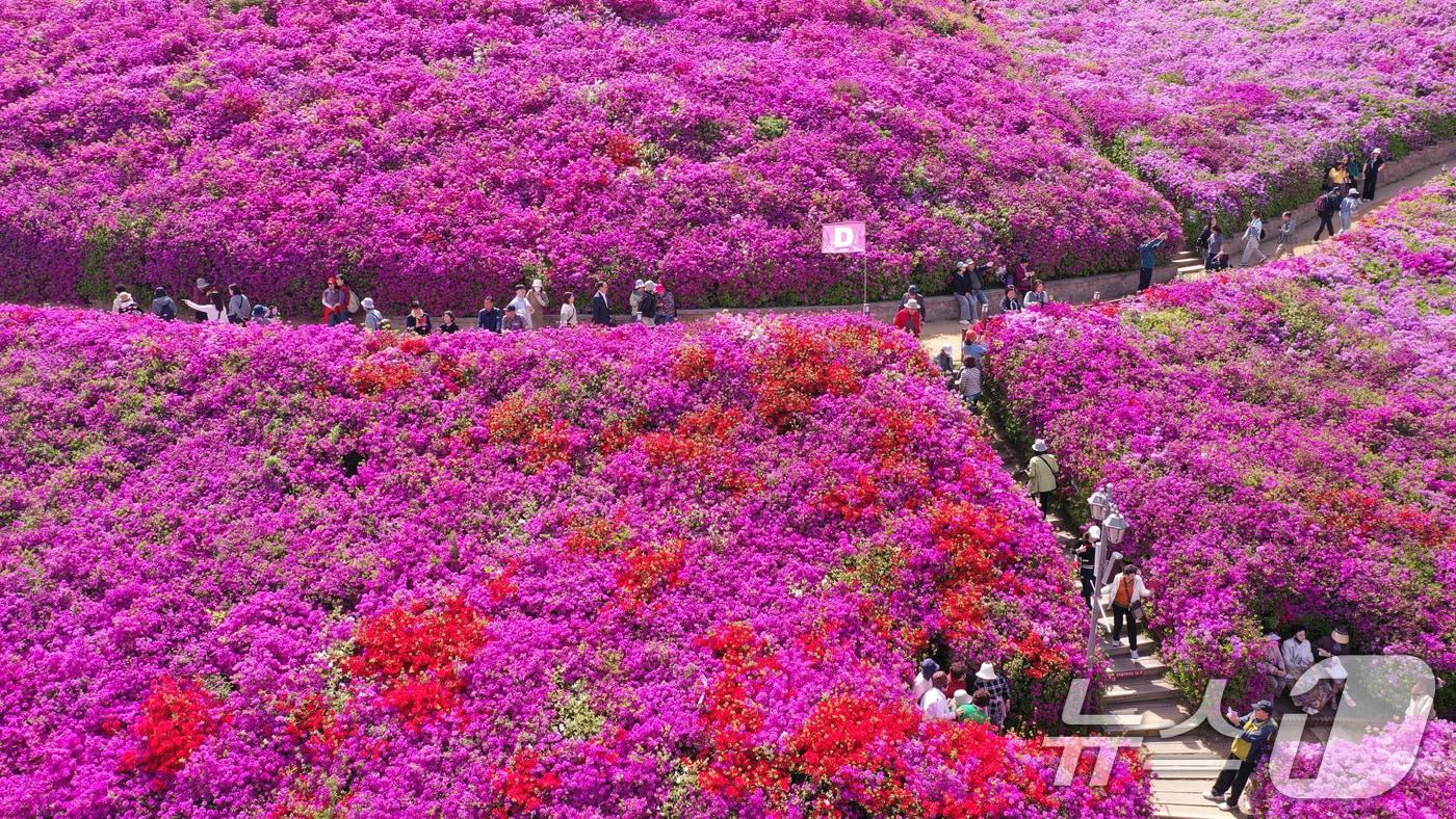 본문 이미지 - 군포철쭉축제가 열리고 있는 22일 경기 군포시 철쭉동산에 철쭉이 만개해 시민들의 시선을 사로잡고 있다. 2026.4.22 ⓒ 뉴스1 김영운 기자