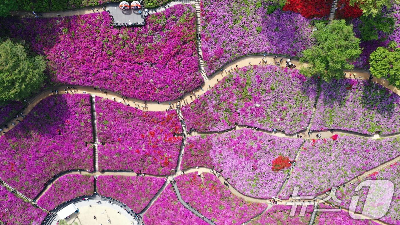 본문 이미지 - 군포철쭉축제가 열리고 있는 22일 경기 군포시 철쭉동산에 철쭉이 만개해 시민들의 시선을 사로잡고 있다. 2026.4.22 ⓒ 뉴스1 김영운 기자